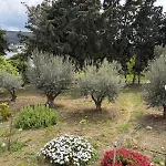 Kaniaris Olive Garden House Апартаменты *